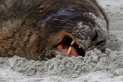 New zealand sealion