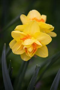 Close-up of raindrops on yellow flower