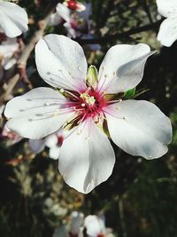 Close-up of flower