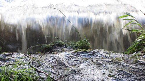 Scenic view of forest