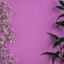 Close-up of pink flowering plant against wall