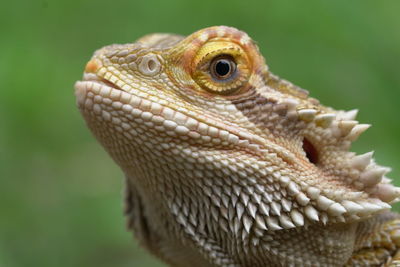 Close-up of a lizard