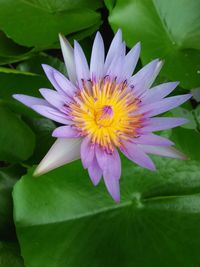 Close-up of lotus water lily