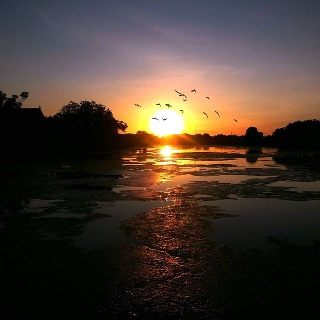 sunset, sun, water, reflection, orange color, scenics, tranquil scene, silhouette, bird, beauty in nature, tranquility, sky, idyllic, sunlight, nature, animal themes, lake, sea, tree, wildlife