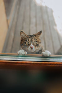 Kurilian bobtail cat stands on hind legs and tries to open glass door with its front paws