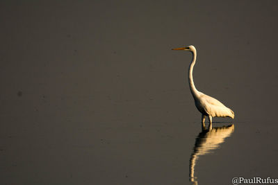 Bird on lake against clear sky