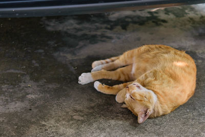 High angle view of cat sleeping