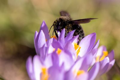 Close-up of honey bee pollinating on purple flower