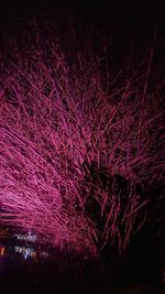 Low angle view of firework display at night