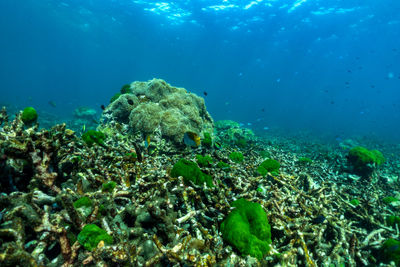 Underwater scene with coral reef and fish sea in surin islands phang nga southern of thailand.