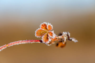 Close-up of frozen plant