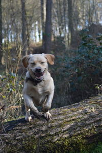 Portrait of dog