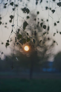 Close-up of plants growing on field against sky during sunset