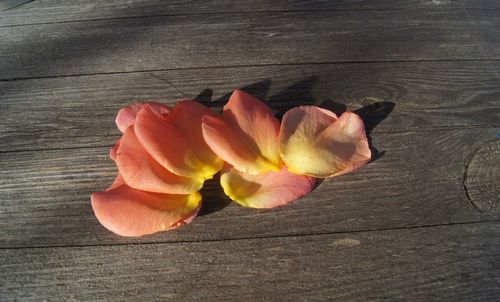 Close-up of orange rose on table