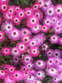 Full frame shot of pink flowering plant