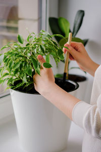 Young woman loosens a ficus plant in a white pot. concept of home garden. spring time. 