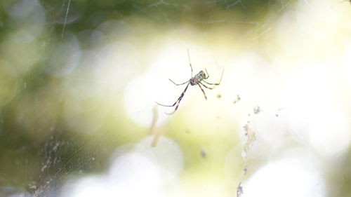 Close-up of spider on web