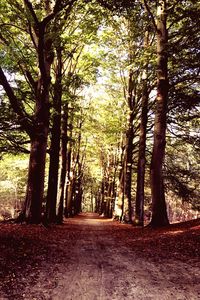 Trees in forest