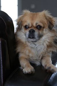 Close-up of dog relaxing on sofa at home