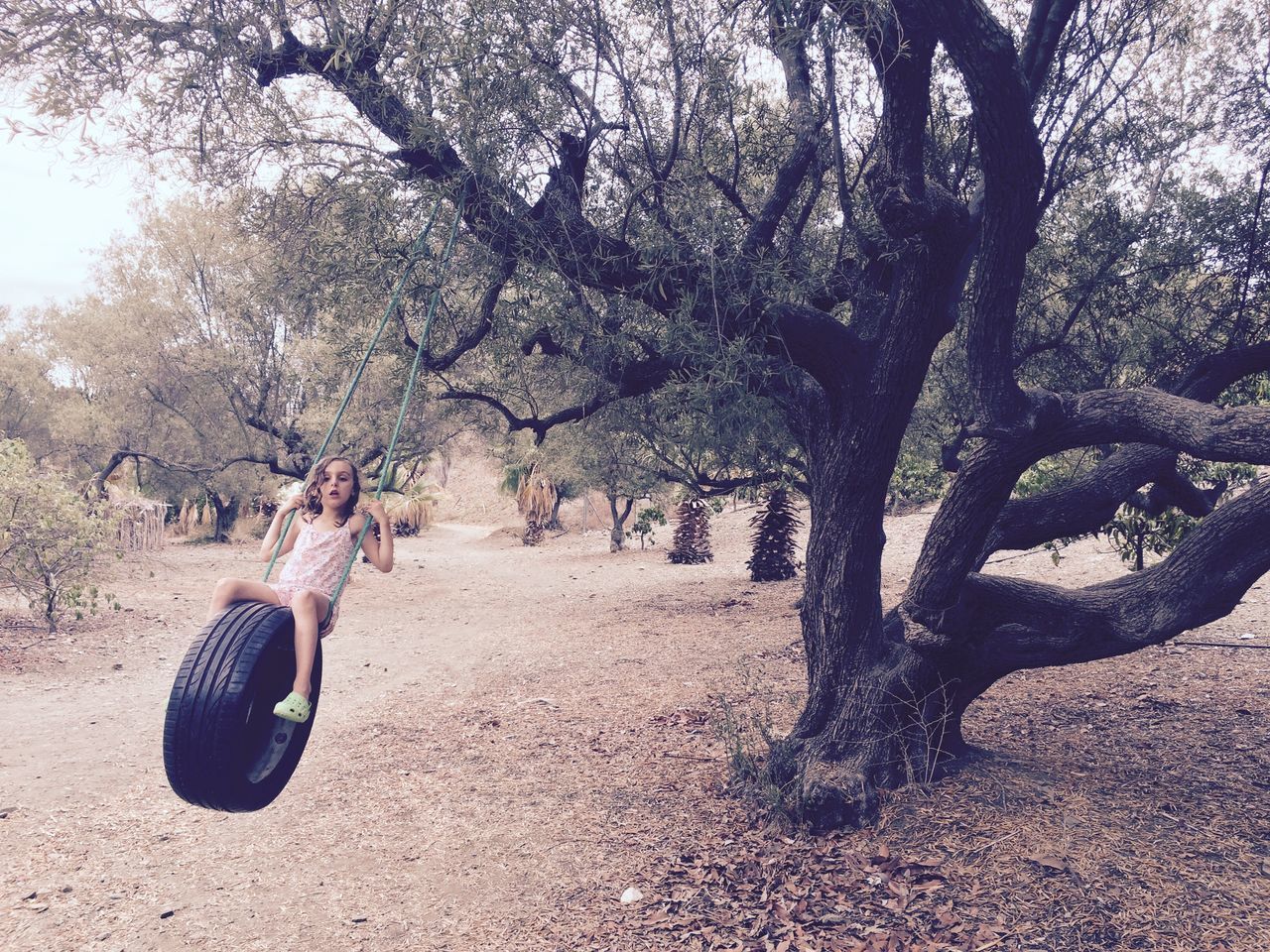 tree, plant, one person, real people, nature, leisure activity, land, music, day, full length, young adult, lifestyles, field, outdoors, growth, young women, tree trunk, musical instrument, trunk