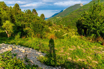 Scenic view of trees and mountains against sky