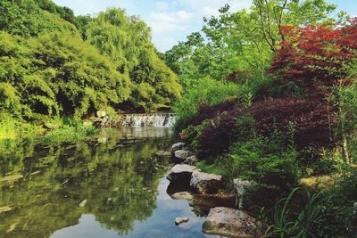 Pond surrounded by trees in park