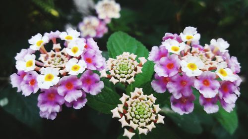 Close-up of white flowers blooming outdoors