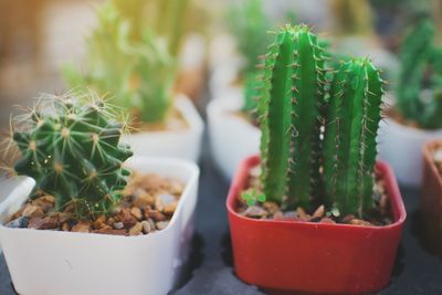 Close-up of cactus plant