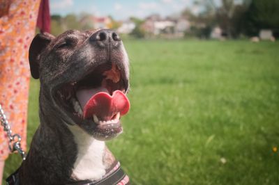 Close-up of dog sticking out tongue on field