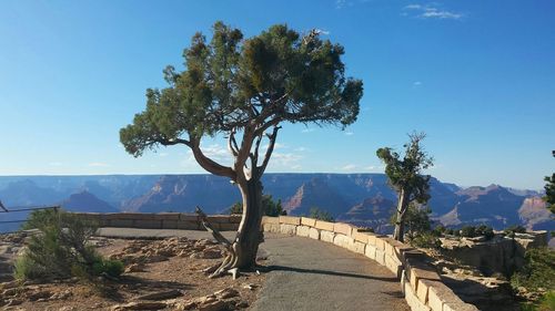 View of trees and mountains against blue sky