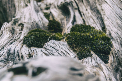 Dry gray trunk with many shapes and moss on top seen up close