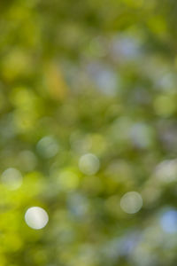 Defocused image of tree