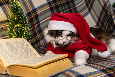 Adorable gray cat in a red christmas hat is reading a book. christmas concept