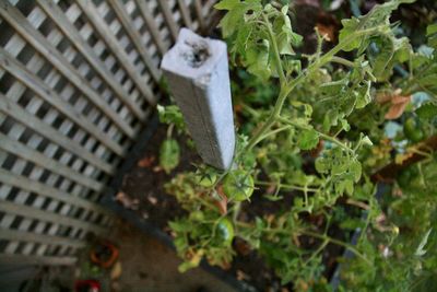 Close-up high angle view of plant