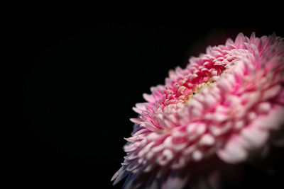 Close-up of pink flower against black background