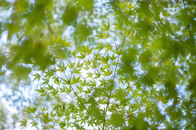 Full frame shot of flowering plants and leaves