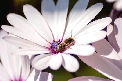 Close-up of bee pollinating flower