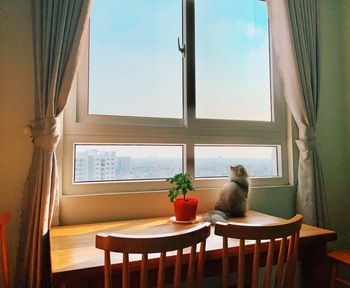 Cat looking through window while sitting on table at home