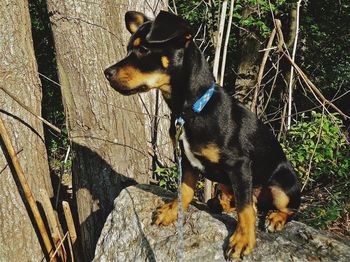 Close-up of black dog standing outdoors