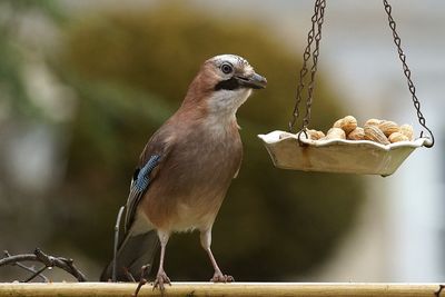 Close-up of eurasian jay feeding on peanuts from hanging plate