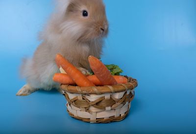 Close-up of pumpkin in basket