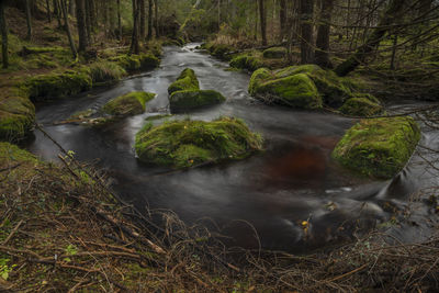 Stream flowing in forest