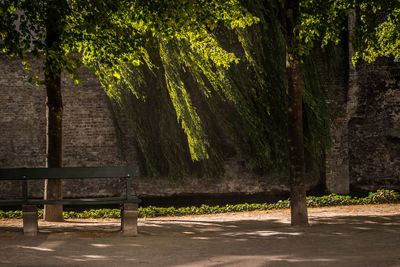 Trees in park