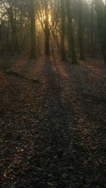 Trees in forest during sunset