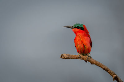 Low angle view of bird perching on branch