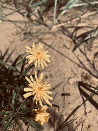 High angle view of white flowering plant