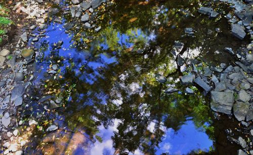 Low angle view of trees against clear sky