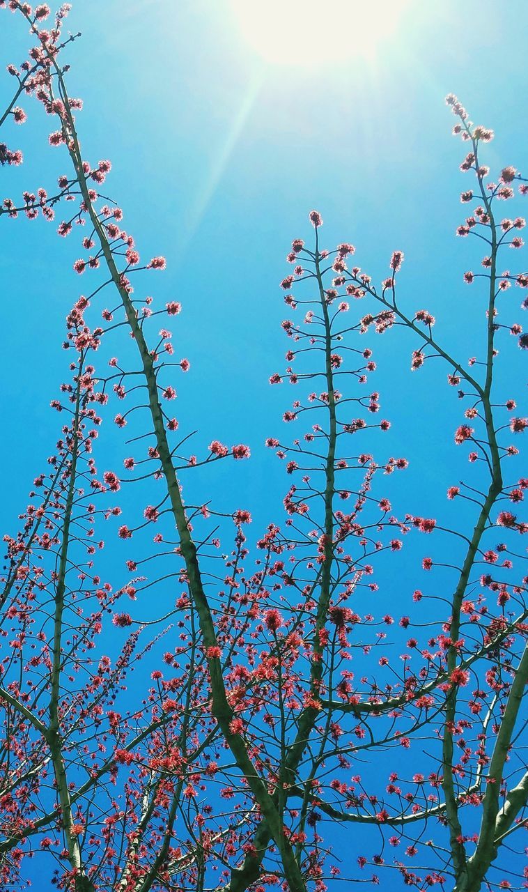 low angle view, plant, sky, beauty in nature, sunlight, blue, day, nature, tree, growth, no people, branch, flower, clear sky, flowering plant, sunbeam, sunny, lens flare, sun, freshness, outdoors, springtime, spring