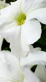 Close-up of white flower blooming outdoors