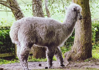 Sheep standing in a field